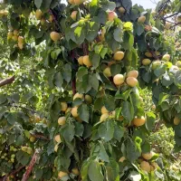 باغ ویلا در فشند خیابون عالی چنار کوچه کلستان