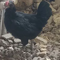 سلام دوتا ۲ خورس  ستا ۳ مرغ محلی اسل