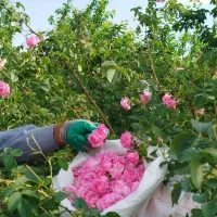 گل محمدی چین امروز صبح