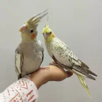 عروس هلندی دستی