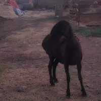 شیشک چینی
