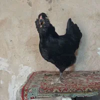 مرغ گلین ریشو چهل تاج