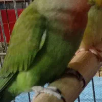 کوتوله رزیکو