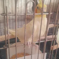 عروس هلندی جفت مولد
