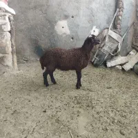 یک عدد بره .. ماده بذری قلمدار