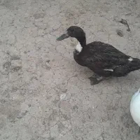 تخم اردک محلی