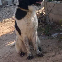 این سگ گم شده