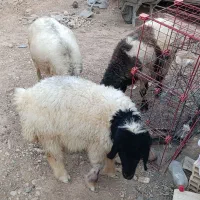 میش و بره