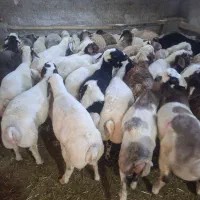 ۵۰ راس بره نر درجه یک برا قربانی
