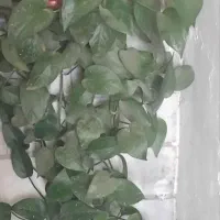 گل پتوس