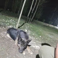 سگ ژرمن ماده