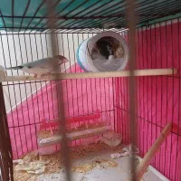 فنج نرگسی