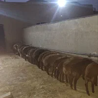 30رس بره شیر مست درجه یک جفتی 40کیلو افشار