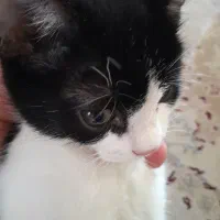 بچه گربه