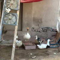 غاز و اردک تخم گذار