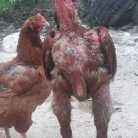 خروس لاری دانگ بالا