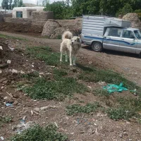 توله سرابی رایگان
