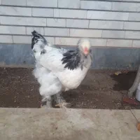 جوجه برهما لایت