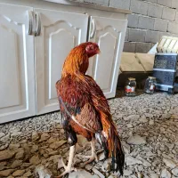 خروس ومرغ لاری اصل