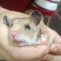 همستر بازیگوش