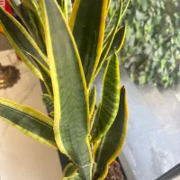استخدام خانم نیروی خدماتی