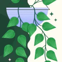 سمپاشی و خدمات گلخانه ای