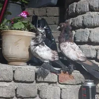 کبوتر آغاران زور آیاخ به شرط جوجه و تخم