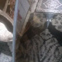شیشه گرد دودی۲۸۰۰۰۰۰