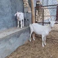 بز سانن .زاییده و آبستن .شیری