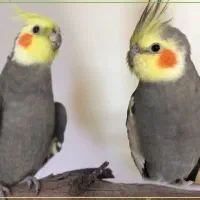 پذیرش واگذاری پرنده