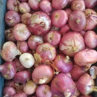 پیازمحلی کسی خواست درخدمتیم