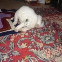 توله سگ نژاد دار گله