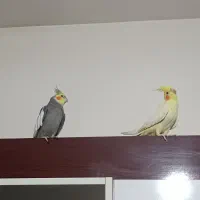 ۴ تا عروس هلندی