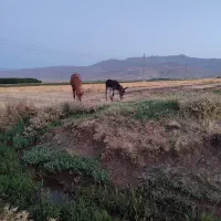 کره خر نر گله ای هشت ماهه سواری میده
