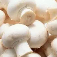 پکیج پرورش وتولید قارچ دکمه بافیلم