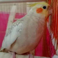 عروس هلندی نر