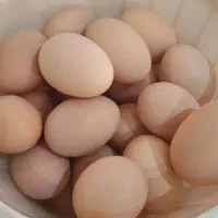 تخم مرغ محلی تازه