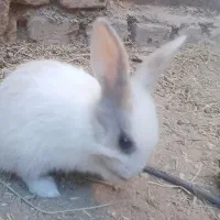 خرگوش