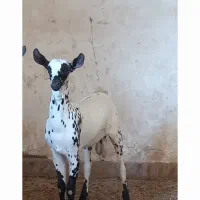 دوعددبزنرصلاله