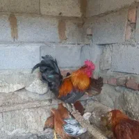 خروس مینیاتوری ....جاپنیز
