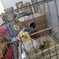 یک جفت عروس هلندی تخم گزار