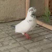 کبوتر