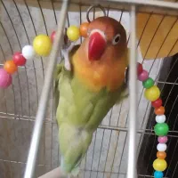 فروش پرنده کوتوله