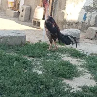 تخم مرغ لاری