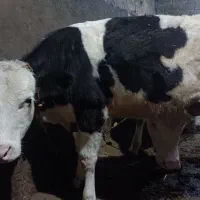 گوساله سیمینتال ماده