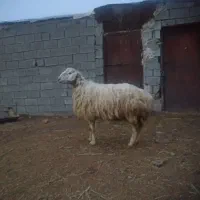 35 راس میش