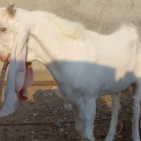 جفت گلابی اصل