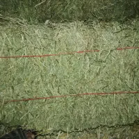 یونجه انباری کاملا خشک درجه 1