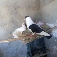 کبوترنرپنگوئنی یا چادری