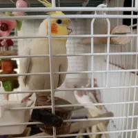 عروس هلندی